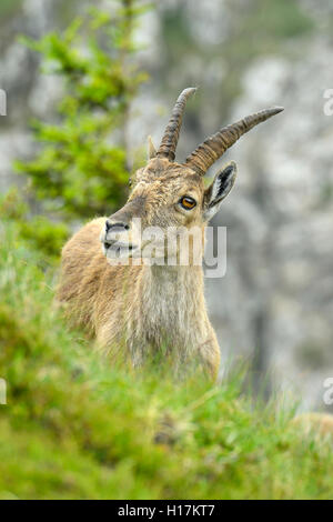 Alpensteinbock (Capra ibex), im steilen Gelände, Porträt, Berner Oberland, Kanton Bern, Schweiz Stockfoto