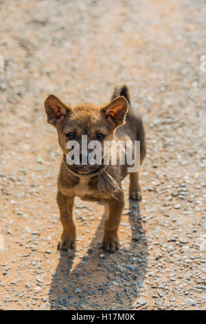 Junge Straße Hund, Nong Khiaw, Luang Prabang, Laos Stockfoto