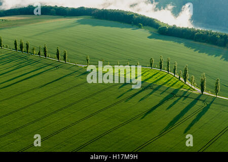 Eine Reihe von Pappeln (Populus) ist die Erstellung lange Schatten auf ein grünes Feld, Königstein, Sachsen, Deutschland Stockfoto