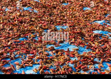 Chilis trocknen in der Sonne, Nong Khiaw, Luang Prabang, Laos Stockfoto