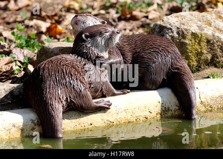 Otter, kuscheln Stockfoto