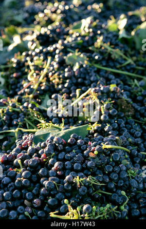 Frisch geerntete Wein Merlot-Trauben. Stockfoto