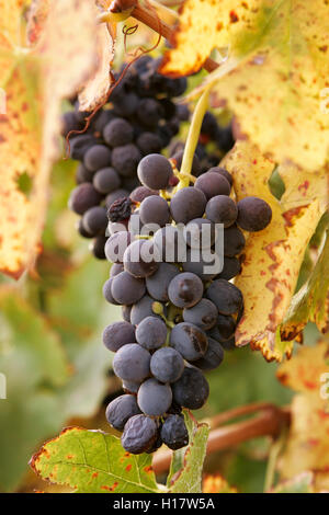 Shiraz Wein Trauben hängen an Rebstöcken spät in der Saison. Stockfoto