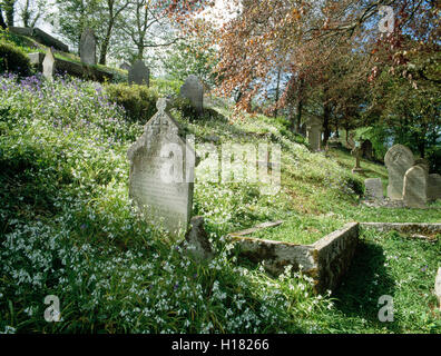 Dreieckigen Lauch und Glockenblumen unter die Grabsteine in St Just in Roseland Kirchhof, Cornwall, Südwestengland, UK Stockfoto