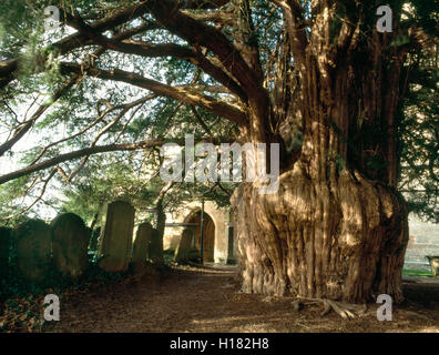 Die alte Eibe neben dem Südportal der St.-Bartholomäus Kirche, viel Marcle, hat einen Umfang von rund 9,14 m. Gloucestershire, England, Vereinigtes Königreich Stockfoto