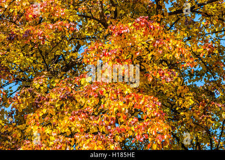 Bunt gelb und Orange Blätter eines Baumes Crab Apple im Herbst vor dem Hintergrund der klaren blauen Himmel Stockfoto