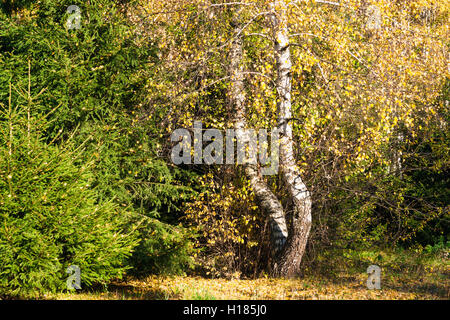 Fichte grün Bäume und eine Birke mit weißen Körper und gelbe Blätter. Gelbe verdorrten Rasen auf dem Boden. Stockfoto