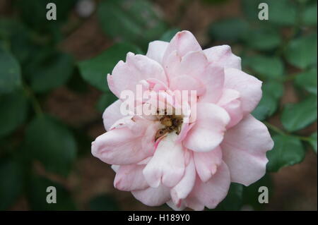 Nahaufnahme einer rosa Blume Stockfoto