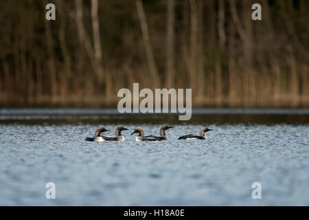 Black-throated Loon / Arktis Loon / Prachttaucher (Gavia Arctica), gesamte Gruppe, Herde, umwerben, in Zucht Kleid, Schweden. Stockfoto