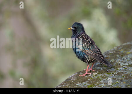 Gemeinsamen Starling / Star (Sturnus Vulgaris) in wunderbare Zucht Kleid, weiß gesprenkelte Gefieder, thront auf einem Felsen. Stockfoto