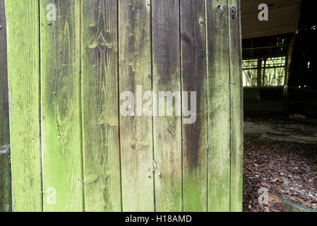 Alte Altern Holztür Grünschimmel und Flechten auf ein verlassenes Gebäude bedeckt Stockfoto