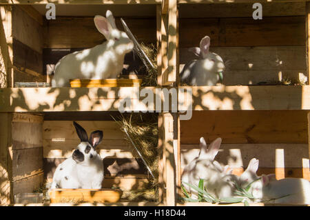 New Zealand White, Tschechische Ort, Albino Hauskaninchen, Hase, Kit, Kätzchen, eingebettet, Stroh Einstreu im Stall Stockfoto