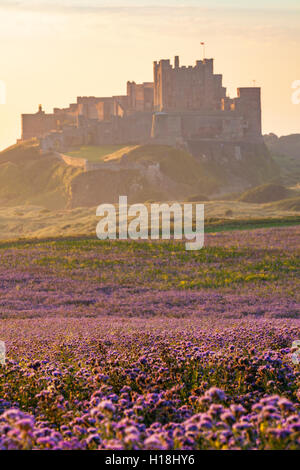 Eingereicht von lila Blüten mit imposanten Bamburgh Castle im Hintergrund Stockfoto