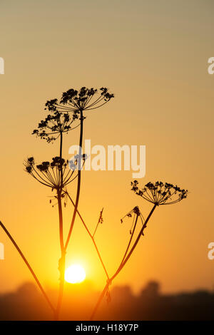 Anthriscus Sylvestris. Kuh-Petersilie Samenköpfe bei Sonnenaufgang im Herbst. Silhouette Stockfoto