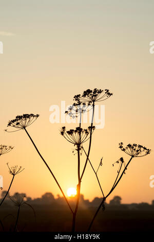 Anthriscus Sylvestris. Kuh-Petersilie Samenköpfe bei Sonnenaufgang im Herbst. Silhouette Stockfoto