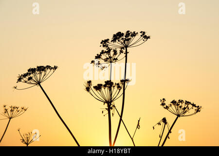 Anthriscus Sylvestris. Kuh-Petersilie Samenköpfe bei Sonnenaufgang im Herbst. Silhouette Stockfoto