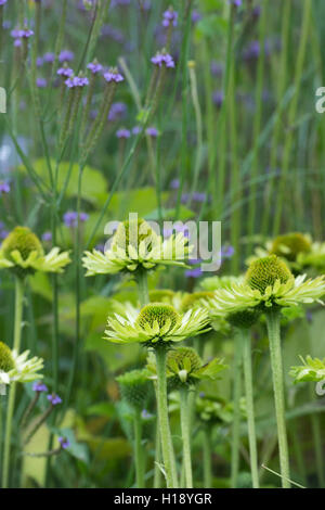 Echinacea Purpurea "Grüne Juwel". Sonnenhut Stockfoto