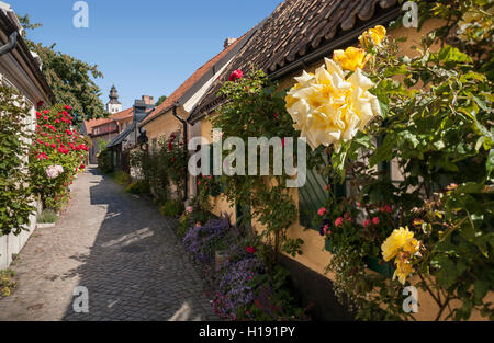 Rosen auf dem alten Gasse Fisherman's Alley (Fiskargrand). Visby, Gotland, Schweden, Skandinavien. Stockfoto