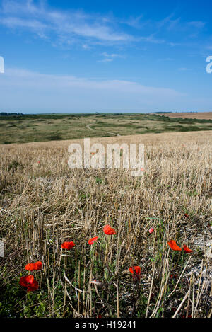 Mohnblumen im South Downs National Park, West Sussex, England Stockfoto