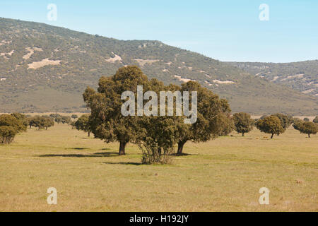 Eiche Halligen, Ilex in einem mediterranen Wald. Cabaneros Park, Spanien. Horizontale Stockfoto