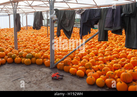 Gestapelte Kisten mit gepflückten, aushärtenden Kürbissen und Winterquasch in einem Gewächshausschuppen, in dem die Kleidung der Feldarbeiter innen trocknet. Speichern Reifenden Kürbisse und Winter Squashes, um die Frucht in einem Gewächshaus, Polytunnel oder kalten Rahmen zu heilen. Kürzlich gepflückt Kürbisse, Laden, Lebensmittel, Markt, gesund, Gemüse, frisch, Hintergrund, Shop, Bio-, Landwirtschaft, grün, vegetarisch, natürlich, Verkauf, Obst, Lebensmittelgeschäft, Ernährung, in einem Gewächshaus in Kisten gelagert, bereit für den Transport zum Markt, Tarleton, Lancashire, Großbritannien Stockfoto