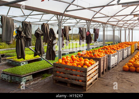 Gestapelte Kisten mit gepflückten, aushärtenden Kürbissen und Winterquasch in einem Gewächshausschuppen, in dem die Kleidung der Feldarbeiter innen trocknet. Speichern Reifenden Kürbisse und Winter Squashes, um die Frucht in einem Gewächshaus, Polytunnel oder kalten Rahmen zu heilen. Kürzlich gepflückt Kürbisse, Laden, Lebensmittel, Markt, gesund, Gemüse, frisch, Hintergrund, Shop, Bio-, Landwirtschaft, grün, vegetarisch, natürlich, Verkauf, Obst, Lebensmittelgeschäft, Ernährung, in einem Gewächshaus in Kisten gelagert, bereit für den Transport zum Markt, Tarleton, Lancashire, Großbritannien Stockfoto