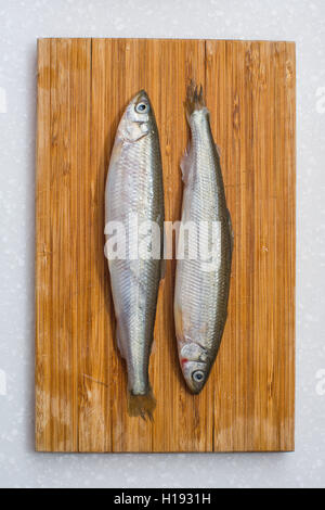 roch Fische auf weißem Hintergrund Stockfoto