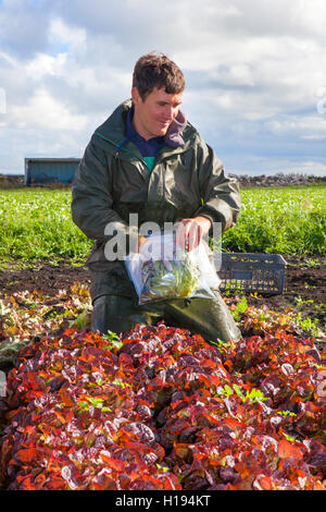 Kommissionierung "Oakleaf" Salat für John Dobson Salat Betriebe in Tarleton, Lancashire. Stockfoto