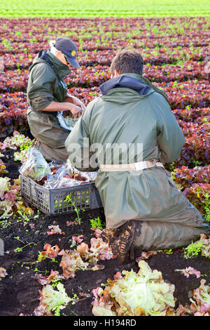 Kommissionierung "Oakleaf" Salat für John Dobson Salat Betriebe in Tarleton, Lancashire. Stockfoto