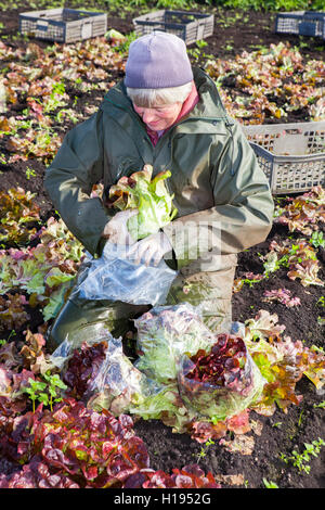 Kommissionierung "Oakleaf" Salat für John Dobson Salat Betriebe in Tarleton, Lancashire. Stockfoto