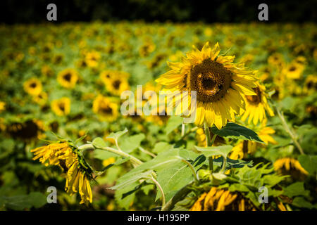 Eine Sonnenblume in Jarrettsville, Maryland. Stockfoto