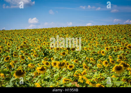 Sonnenblumenfeld in Jarrettsville, Maryland. Stockfoto