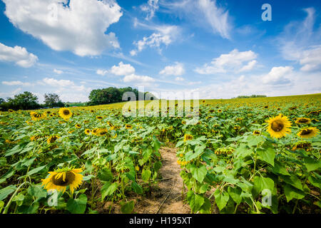 Sonnenblumenfeld in Jarrettsville, Maryland. Stockfoto