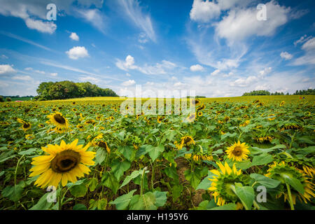 Sonnenblumenfeld in Jarrettsville, Maryland. Stockfoto