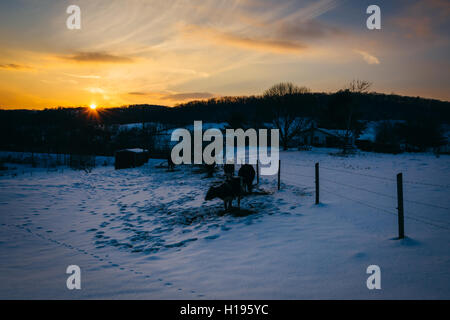 Sonnenuntergang über Kühe in einem verschneiten Hof-Feld im Carroll County, Maryland. Stockfoto