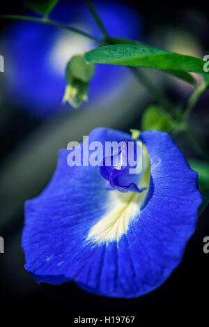 Detail der essbaren Tropenblume Clitoria Ternatea, aka asiatischen Pigeonwings, Bluebellvine, blauen Erbse, Schmetterlings-Erbse, Cordofan Erbse ein Stockfoto