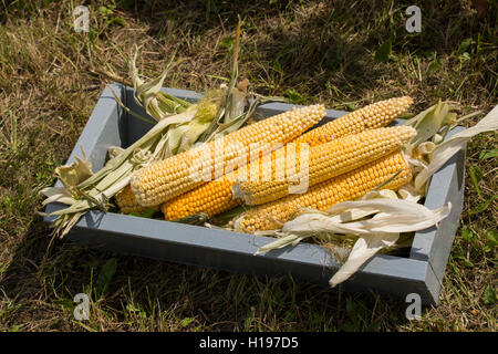 Maiskolben liegen in einer Holzkiste Stockfoto