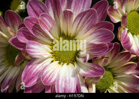 Daisy Blume mit roten und weißen Blütenblättern closeup Stockfoto