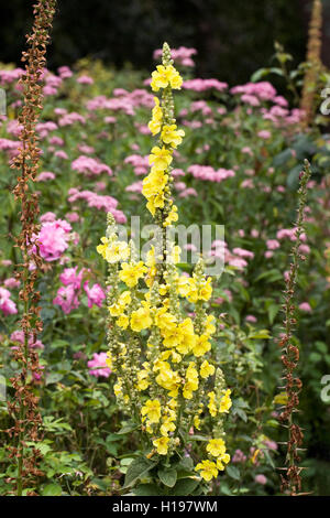 Königskerzen wächst in einem englischen Garten. Königskerze Blumen. Stockfoto