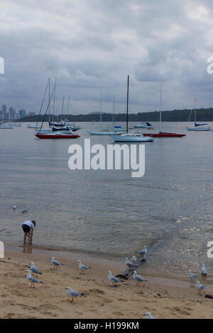 Spielen im Sand umgeben von Möwen bei Sonnenuntergang Watsons Bay Sydney Australia Stockfoto