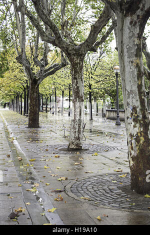 Regnerischen Straße mit Bäumen im Herbst, Natur Stockfoto