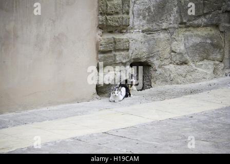 Katzen für ehemalige Obdachlose, Tiere und Natur Stockfoto