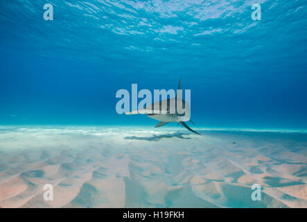 Hammerhai Sphyrna Mokarran in Bimini, Bahamas in der Karibik. Stockfoto