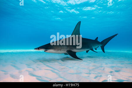 Hammerhai Sphyrna Mokarran in Bimini, Bahamas in der Karibik. Stockfoto