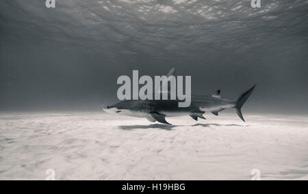 Hammerhai Sphyrna Mokarran in Bimini, Bahamas in der Karibik. Stockfoto