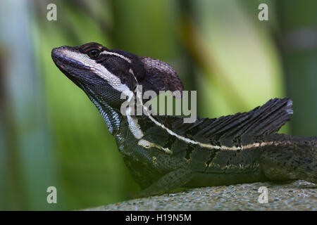 Nahaufnahme einer männlichen brauner Basilisk Eidechse wissen auch als Jesus Christus Echse im Regenwald Costa Ricas Stockfoto