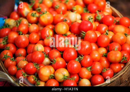 Tomaten für verkaufen, pandripani dhurwa Stammes- Markt, Dorf, chattisgadh, Indien Stockfoto