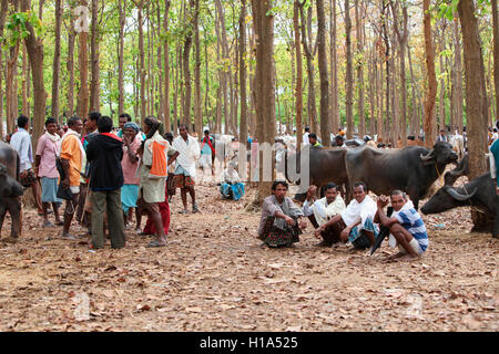 Rinder, die für den Verkauf, die dhurwa Stammes- Markt, Dorf, pandripani chattisgadh, Indien Stockfoto