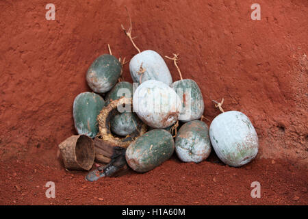 Kohala oder Longan Früchte, Gonchapar Dorf, Chattisgarh, Indien Stockfoto