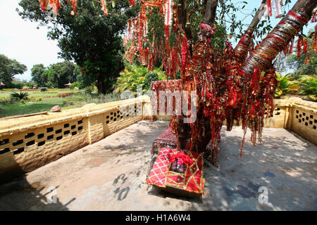 Heiliger Baum, danteshwari Tempel Räume, dantewada, Chattisgarh, Indien Stockfoto